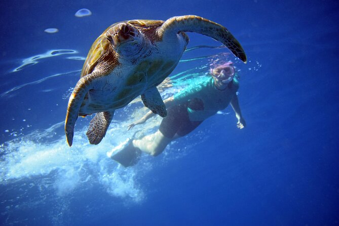 Tenerife: Turtle & Dolphin Kayak Tour with Snorkel & Wetsuit - Key points to know before you paddle out