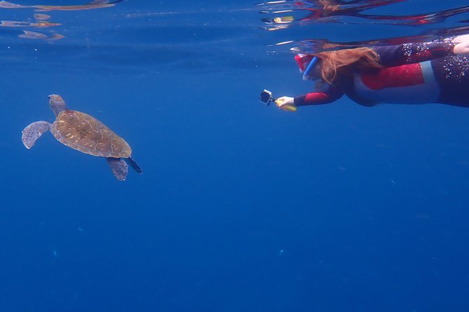 Tenerife: Turtle & Dolphin Kayak Tour with Snorkel & Wetsuit - Watching for dolphins and turtles