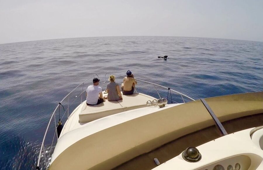 Tenerife: Whales and Snorkeling Tour on a Luxury Yacht - Booking Details That Matter