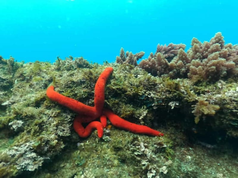 Terceira Island: Snorkeling Adventure - Key points at a glance