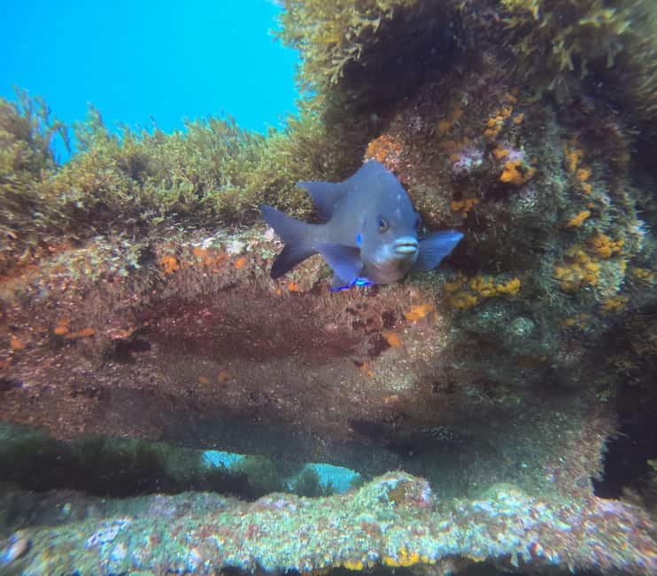 Terceira Island: Snorkeling Adventure - Getting ready with the included equipment