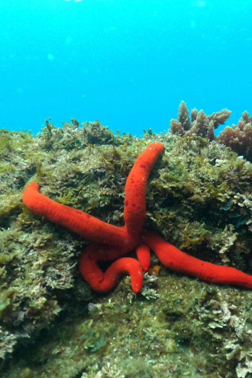 Terceira Island: Snorkeling Adventure - What you may see beneath the surface