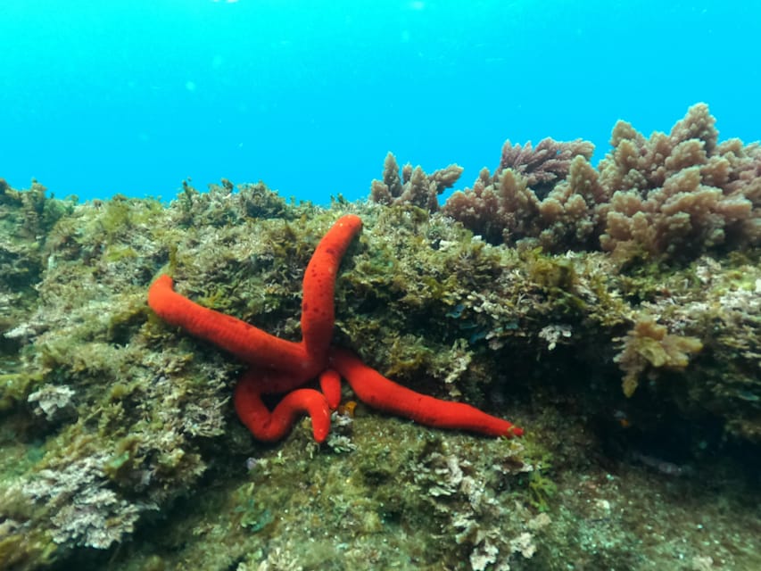 Terceira Island: Snorkeling Adventure - Who should book this experience