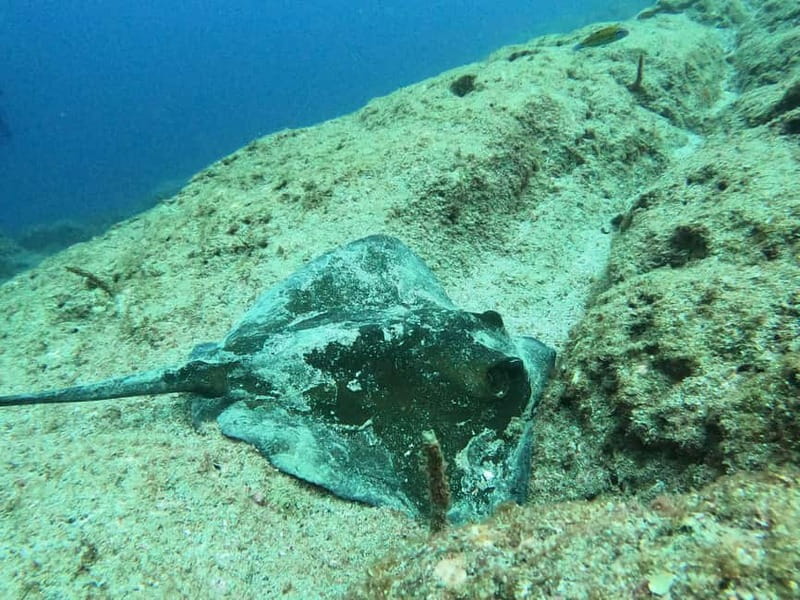 Terceira Island: Snorkeling Adventure - Timing your swim around the weather