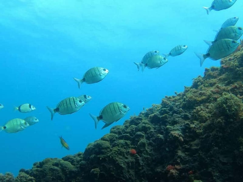 Terceira Island: Snorkeling Adventure - Meeting at Marina de Angra