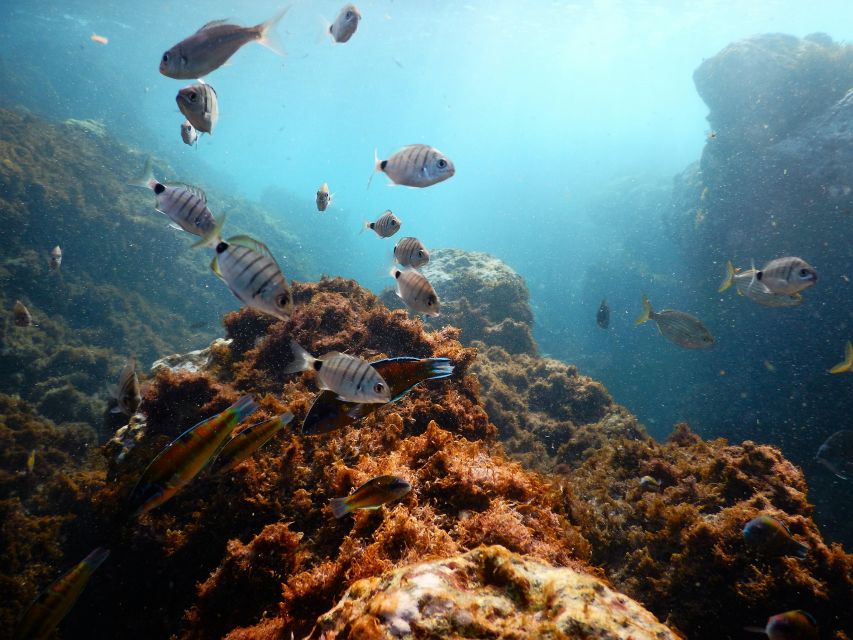 Terceira Island: Snorkeling Wildlife | Protected Areas - Meeting at the Red-Covered OceanEmotion Office