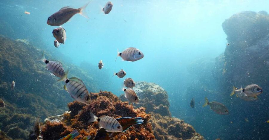 Terceira Island: Snorkeling Wildlife | Protected Areas - Why the Location May Change