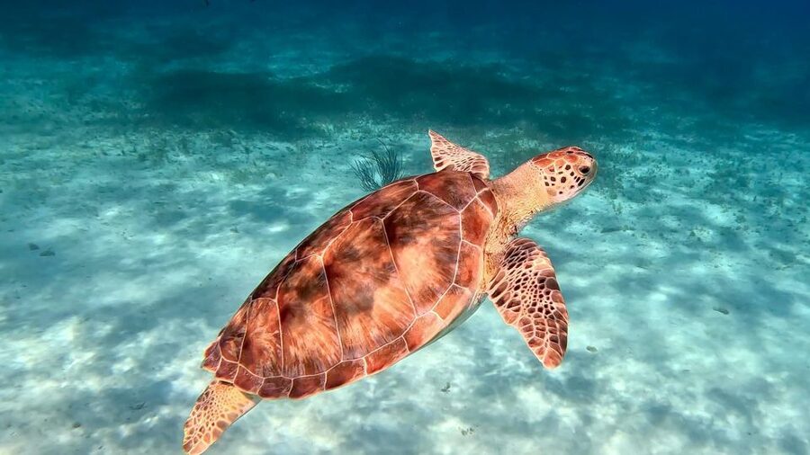 The Cozumel Turtle Sanctuary Snorkel Tour - Who should book this Cozumel outing?