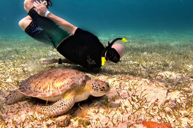 The Cozumel Turtle Sanctuary Snorkel Tour - The First Snorkel Stop: Fish, Reefs, and Possible Sharks