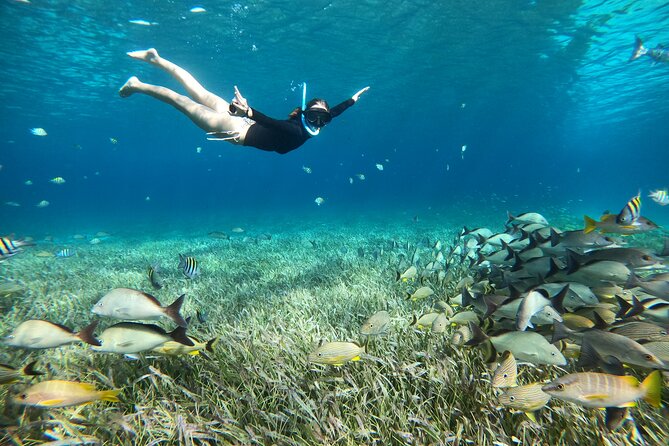 The Cozumel Turtle Sanctuary Snorkel Tour - Guides, Safety, and the Important Caveats