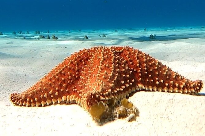 The Cozumel Turtle Sanctuary Snorkel Tour - What the $65.58 Price Really Covers