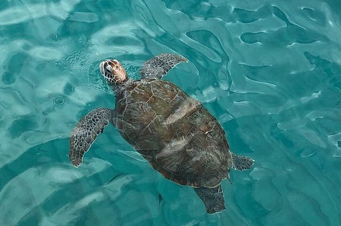 The Curacao Private Beach Hopping / Snorkeling Tour - Hotel pickup and cruise-port timing