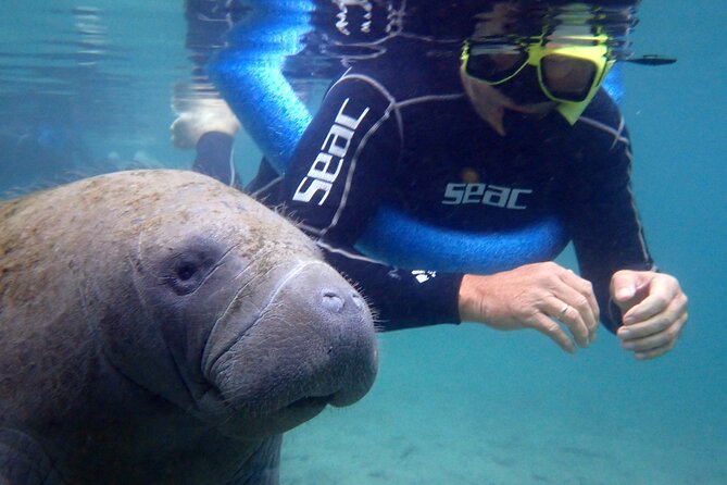 The 'OG' Manatee Snorkel Tour with In-Water Guide/Photographer - Meeting the manatees in Crystal River