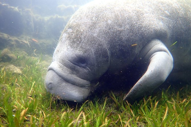 The 'OG' Manatee Snorkel Tour with In-Water Guide/Photographer - Entering the water with the guide