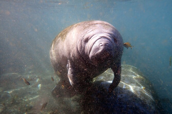 The 'OG' Manatee Snorkel Tour with In-Water Guide/Photographer - The photographer adds real value