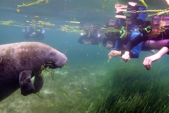 The 'OG' Manatee Snorkel Tour with In-Water Guide/Photographer - Why the $76.07 price can be good value