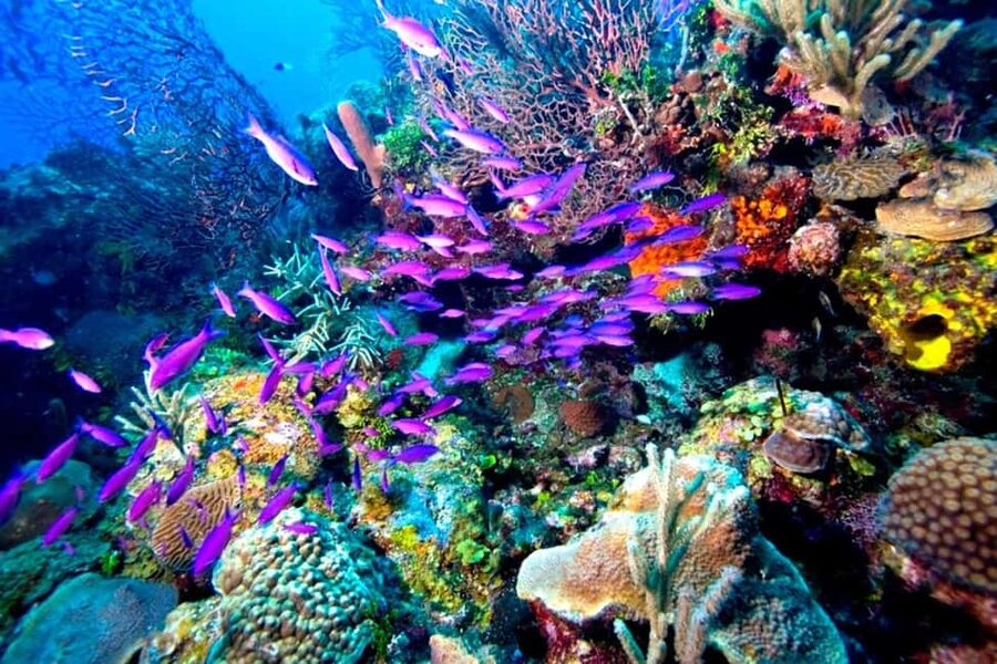 Tiran Island: Full-day Snorkeling, Diving Boat Trip - Lunch between the water sessions