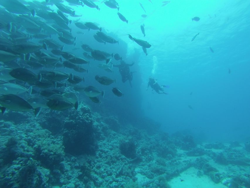 Tiran Island: Full-day Snorkeling, Diving Boat Trip - How much value do you get for $76?