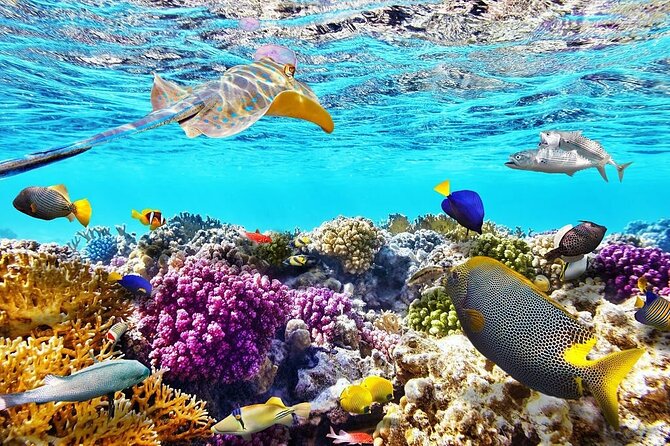 Tiran Island Snorkeling Excursion - Why this Red Sea boat trip is worth considering