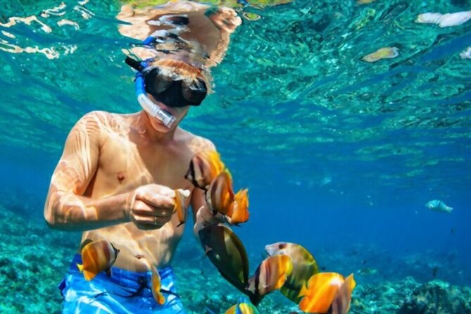 Tiran Island Snorkeling Excursion - What you can see below the surface
