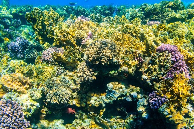 Tiran Island Snorkeling Excursion - The morning pickup and the trip to open water