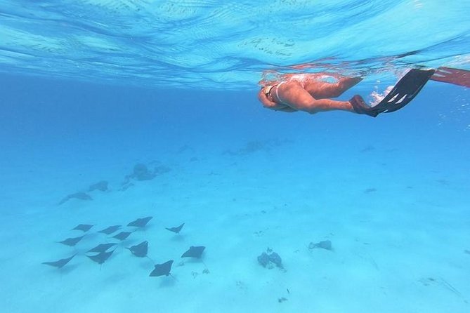 Tohora Bora Bora Snorkeling Lagoon Tours - Why this Bora Bora lagoon trip is appealing