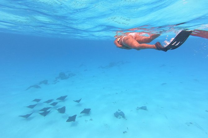 Tohora Bora Bora Snorkeling Lagoon Tours - Coral reefs and tropical fish
