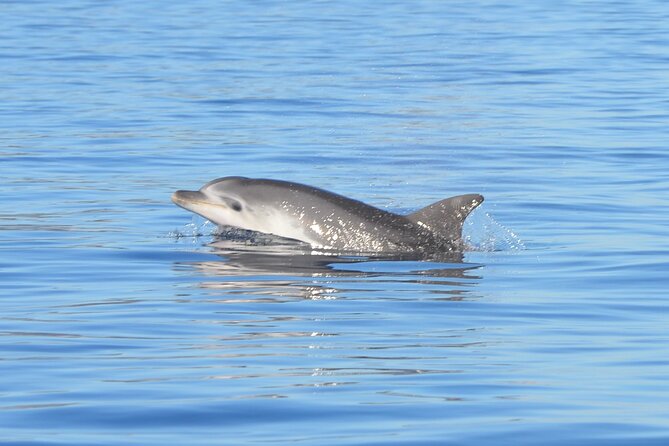 Tour to Figarolo Island with the possibility to observe dolphins - Why the dolphins are the main event