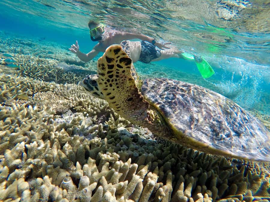 Town of 1770: Lady Musgrave Island Snorkelling Day Cruise - Snorkelling inside the protected lagoon