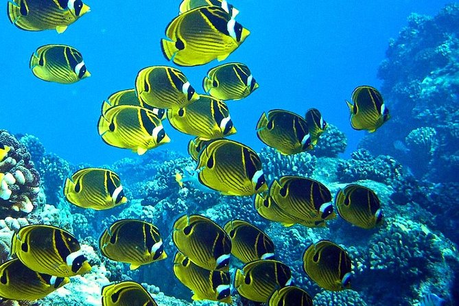 Tropical Reef & Wildlife Boat Snorkel Adventure - Key points to know before you book