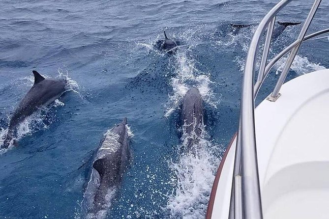 Tropical Reef & Wildlife Boat Snorkel Adventure - Snacks, juice, and what the $230.77 price covers