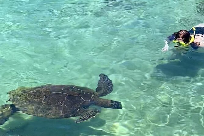 Tropical Reef & Wildlife Boat Snorkel Adventure - How to prepare for the 9:30 am start