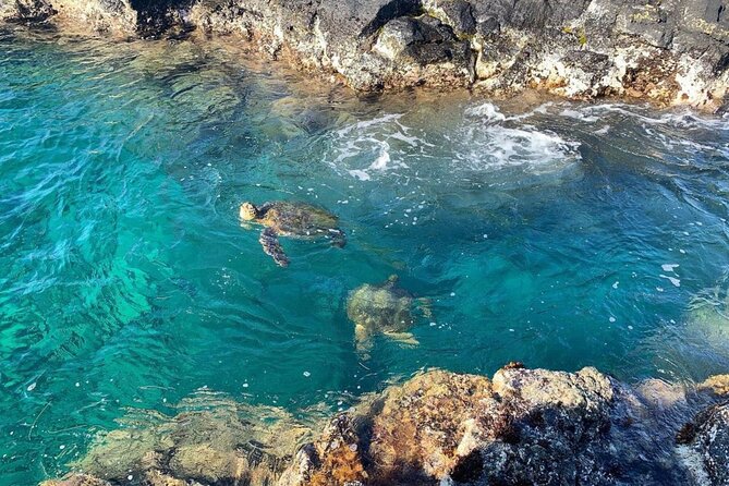 Tropical Reef & Wildlife Boat Snorkel Adventure - Who will enjoy this Hilo snorkel trip