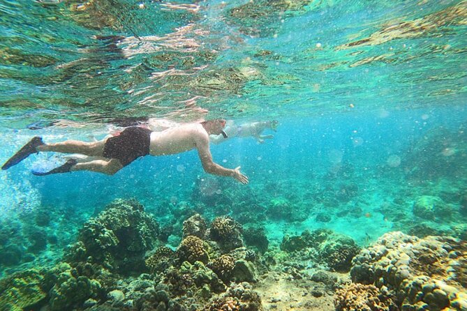 Tropical Reef & Wildlife Boat Snorkel Adventure - Dolphins, turtles, rays, and reef fish