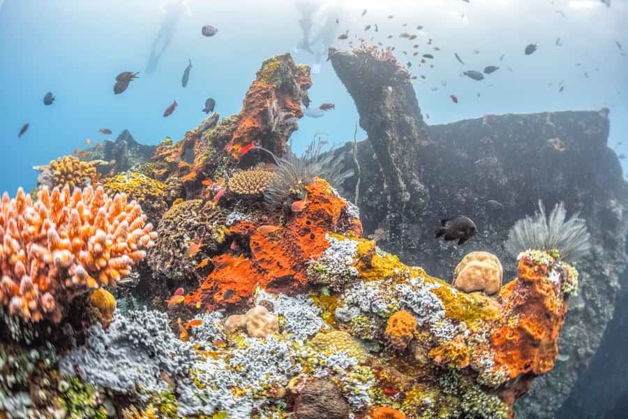Tulamben: USAT Liberty Shipwreck Full-Day Snorkeling Trip - Why the Liberty wreck works so well for snorkelers