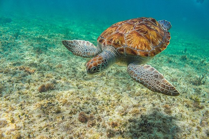 Tulum, Snorkeling with Sea Turtles, Cenote and Beachside Lunch - What the $189 price really covers