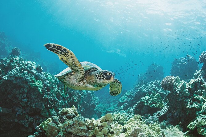Turtle Canyon Snorkel Adventure in Waikiki, Oahu - Getting ready with the crew