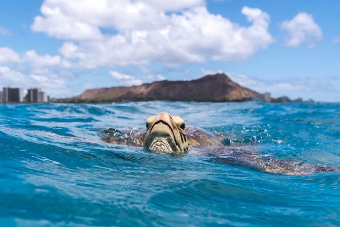 Turtle Canyon Snorkel Adventure - Small Group 6 Passengers - The boat ride home, snacks, and simple extras