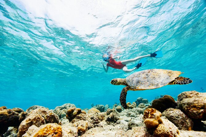 Turtle Canyon Snorkel Adventure - Small Group 6 Passengers - Who will enjoy this Turtle Canyon tour most