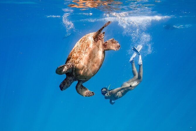 Turtle Canyon Snorkel: Semi Private Boat Tour - Key points to know before you book