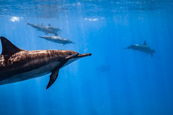 Turtle Canyon Snorkel: Semi Private Boat Tour - What the water conditions can mean
