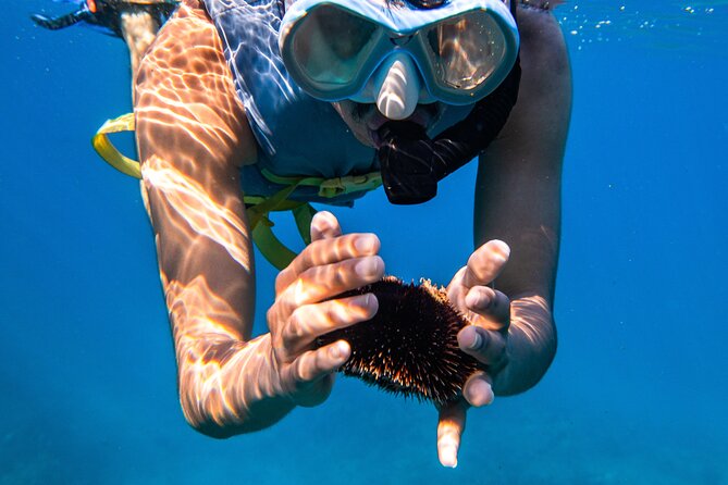 Turtle Canyon Snorkel: Semi Private Boat Tour - Who should book this outing?