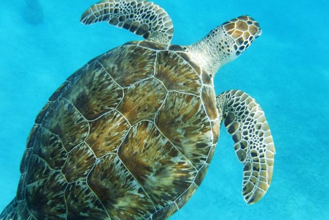 Turtle Cove Catamaran Snorkel and Sail at Little Buck Island STT - Practical details that can make or break the day