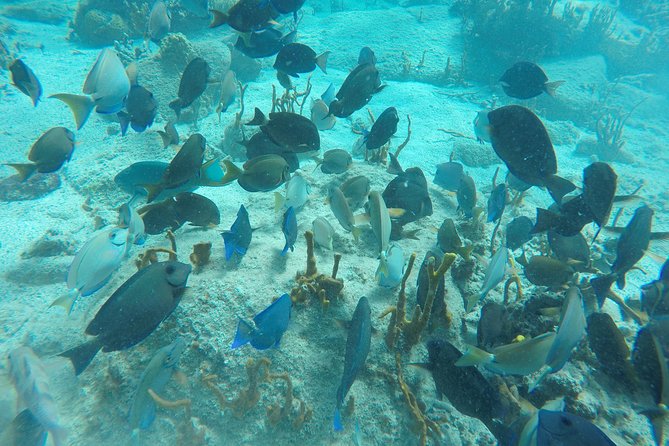 Turtle Cove Catamaran Snorkel and Sail at Little Buck Island STT - Should you book the VI Cat?
