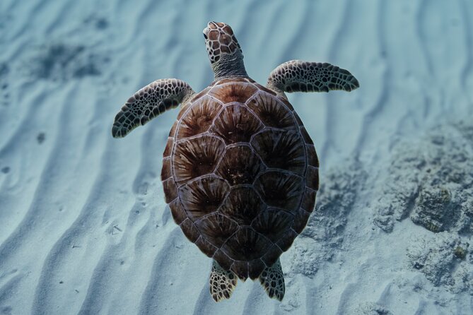 Turtle Snorkeling Aruba: Private Tour with Video - Swimming with Aruba’s turtles at Boca Catalina