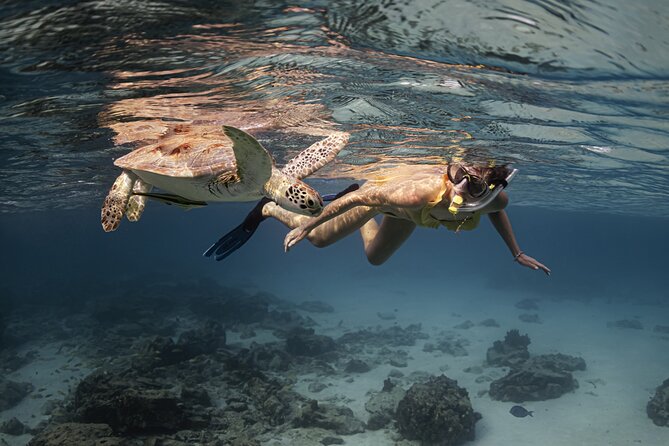 Turtle Snorkeling Aruba: Private Tour with Video - What the one-hour schedule feels like