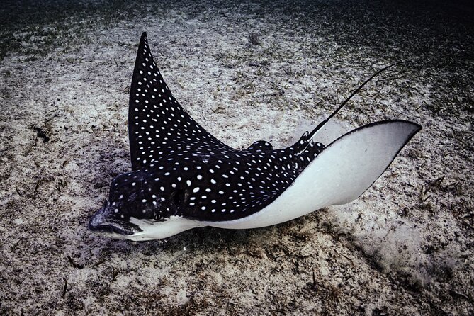 Turtle Snorkeling Aruba: Private Tour with Video - Why the private format helps
