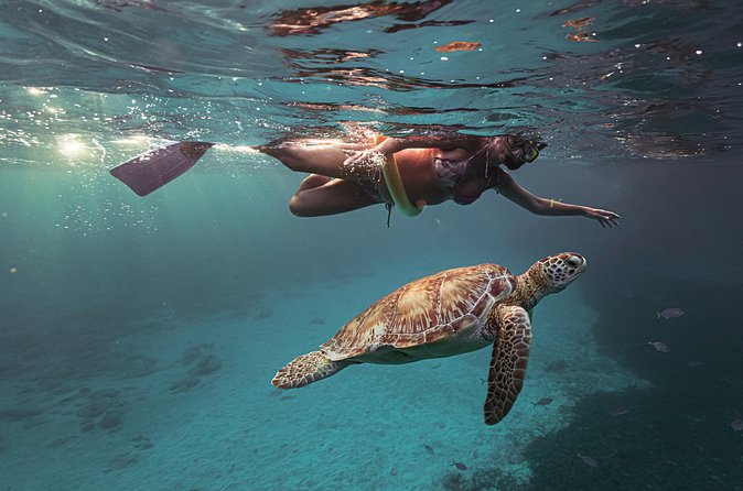 Turtle Snorkeling Aruba: Private Tour with Video - The practical details that matter
