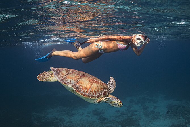 Turtle Snorkeling Aruba: Private Tour with Video - Finding the turtles without chasing them