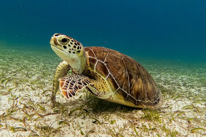 Turtle Snorkeling Tour in Tres Trapi, Aruba - Finding turtles in clear water